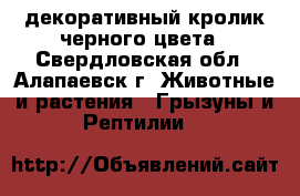 декоративный кролик черного цвета - Свердловская обл., Алапаевск г. Животные и растения » Грызуны и Рептилии   